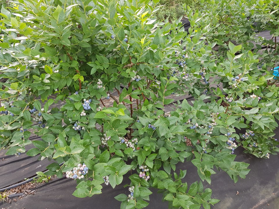 KakaoTalk_20190721_193459322.jpg