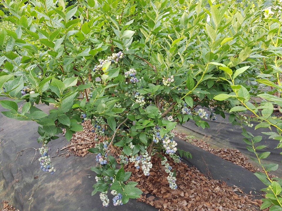 KakaoTalk_20190721_193535508.jpg