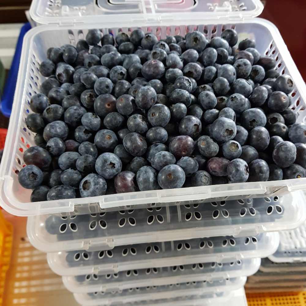hwadan-Blueberry-1000x1000-001.jpg